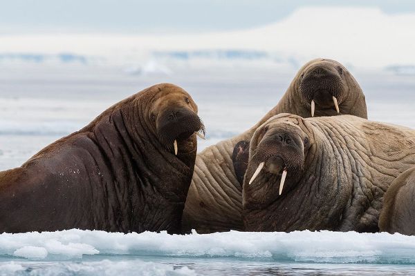 Pitamitz, Sergio 아티스트의 Atlantic walruses-Odobenus rosmarus-Vibebukta-Austfonna-Nordaustlandet-Svalbard Islands-Norway작품입니다.
